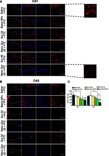 Figure 9 Effect of quercetin (Qur)-loaded magnetic nanoparticles (MNPs) on astrocyte activation in pentylenetetrazole (PTZ)-induced kindling model.Notes: (A, B) Immunostaining against GFAP as astrocyte marker in CA1 and CA3 regions of hippocampus. Inset: morphology of astrocytes. DAPI: nuclei stain. (C) Quantification of immunostaining data. **P<0.01, ***P<0.001 compared to saline + PTZ; #P<0.05, ##P<0.01, ###P<0.001 compared to blank NPs + PTZ; &P<0.05 compared to quercetin (50 mg/kg) + PTZ. n=3.