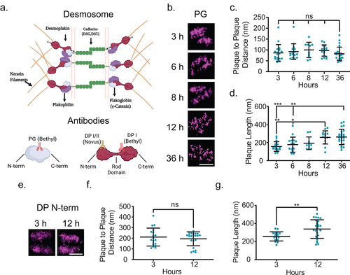 Figure 2. Desmoplakin architecture changes are due to rearrangement of the rod domain. (a) Schematic of protein arrangement in desmosomes and where the antibodies utilized in this study bind. (b-d) MDCK cells were stained for plakoglobin (PG) following Ca2+ switch 3, 6, 8, 12, or 36 h as indicated. (b) Representative dSTORM images, (c) plaque-to-plaque distance, and (d) plaque length. (e-g) MDCK cells were stained for desmoplakin N-terminal domain (DP N-term) 3 or 12 h following Ca2+ switch. (e) Representative dSTORM images, (f) plaque-to-plaque distance, and (g) plaque length. Scale bars = 0.25 μm. (mean ± SD ns not significant, * P ≤ .05, ** P ≤ .01, and *** P ≤ .001 by (c and d) ANOVA with post hoc Tukey’s test or (f and g) Student’s t-test). (b-d)(PG 3 h n = 18, 6 h n = 16, 8 h n = 10, 12 h n = 15, and 36 h n = 25) (e-g) (DP N-term 3 h n = 15 and 12 h n = 38) Experiments were performed in triplicate.