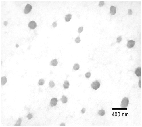 Figure 1. The TEM micrograph of ESAT-6 encapsulated in TMC nanoparticles.