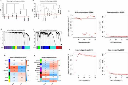 Figure 2. Identification of modules correlated with the clinical phenotype in the TCGA-THCA and GSE153659 datasets of thyroid carcinoma (THCA). (a, b) Hierarchical clustering dendrograms of module eigengenes in the TCGA-THCA (a) and GSE153659 (b) datasets. Modules below the red line indicate correlation >0.6 and will be merged. (c, d) Gene-module tree diagrams in the TCGA-THCA (c) and GSE153659 (d) datasets. Each branch represents one gene, and each of the colors below represent one co-expression module. (e, f) Module-trait relationship diagrams in the TCGA-THCA (e) and GSE153659 (f) datasets. Each row corresponds to a color module and each column corresponds to a clinical trait (tumor or normal). Each cell contains the corresponding correlation and P-value. (g, h) Analysis of the scale independence and mean connectivity for the optimal soft threshold powers (β) 2 in the TCGA-THCA (g) and 6 in the GSE153659 (h), respectively