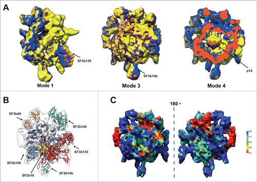 Figure 2. Flexibility and molecular architecture of Human SF3b complex. (A) Normal mode analysis of the density map and the associated conformational changes. The arrows show the regions of maximum flexibility observed in the corresponding low frequency modes where the proteins SF3b130 (mode 1), SF3b14b (mode 3) and p14 (mode 4) are located. The variations in the colors represent the different degrees of displacements in that particular mode. (B) Pseudo-atomic model of SF3b complex shown with the locations of its components. (C) Confidence assessment of atomic models by local correlation. The local cross-correlation was calculated for each voxel between the simulated density and the experimental density map with a grid size of 5×5 ×5 Å.