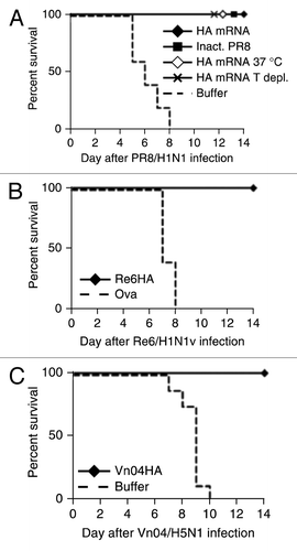 Figure 8. Protective efficacy of mRNA vaccine against lethal virus challenge in BALB/c mice. (A) BALB/c mice (n = 5/group) were injected intradermally with 80 µg of PR8HA mRNA that was either frozen at −20°C before immunization (HA mRNA) or lyophilized and stored for 3 weeks at 37°C before immunization (HA mRNA 37°C). In one group of mice immunized with PR8HA mRNA (that had been frozen), T cells were depleted at days −1 and +3 with respect to challenge infection (HA T depl.). Control mice were injected intradermally with buffer or intramuscularly with 10 µg of inactivated PR8 virus (Inact. PR8). Vaccine or control injections were done on days 0 and 21. On day 56 mice were infected with 10x LD50 of PR8 virus and survival assessed. (B and C). BALB/c mice (n = 5/group for Re6; n = 8/group for Vn04) were injected intradermally with 80 µg of mRNA encoding HA from influenza strain A/Regensburg/D6/2009 (Re6/H1N1v) or A/Vietnam/1194/2004 (Vn04/H5N1), three independent experiments. Control mice were injected with (B) 80 µg of ovalbumin RNActive® vaccines or Ringer′s lactate buffer (C). Immunizations were done at day 0 and booster injections at day 21. Five weeks after booster injection mice were challenged with virus expressing the homologous HA. For Vn04 and PR98 10x LD50 were used as challenge dose. Due to technical limitations a 6.8x LD50 was used for the challenge with Re6. Statistical analysis was done using a log rank analysis (Mantel Cox test): (A) p = 0.0017, (B) p = 0.001, (C) p = < 0.0001. Further information in ref. Citation25.