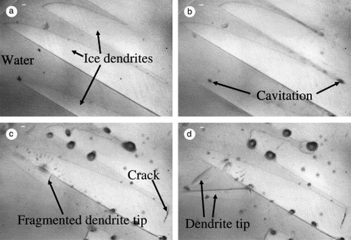 Figure 4. Ultrasonic secondary nucleation of ice crystals in pure water and the imagesare displayed at 1s intervals