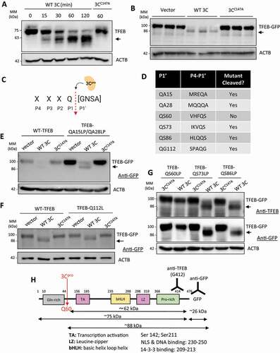 Figure 2. Viral proteinase 3 C cleaves TFEB after Q60. (a) Viral proteinase 3 C-mediated cleavage of TFEB by in vitro cleavage assay. HeLa lysates (30 μg) were subjected to in vitro cleavage assay by incubation with 0.1 µg of purified CVB3 wild-type proteinase 3 C (WT 3 C) or catalytically inactive (C147A) mutant of 3 C (3 CC147A) for the indicated times. Cleavage product of TFEB was analyzed by western blotting with anti-TFEB antibody. Arrow denotes cleavage fragment. (b) Viral proteinase 3 C-dependent cleavage of TFEB by ex vivo (cellular) cleavage assay. HeLa cells were transfected with TFEB-GFP together with either empty vector, WT 3 C, or 3 CC147A. After 24 h, cell lysates were collected and analyzed by western blotting with anti-GFP antibody. Arrow denotes TFEB cleavage fragment. (c) Schematic of 3 Cpro consensus cleavage sequence. Q, glutamine; G, glycine; N, asparagine; S, serine; A, alanine. (d) Potential cleavage sites within open reading frame of TFEB. P4-P1ʹ residues are provided in central column. (e-g) Identification of the cleavage site on TFEB. HeLa cells were transfected with WT 3 C or 3 CC147A, together with either TFEBQA15LP/QA28LP (E), TFEBQ112L (f), or TFEBQS60LP, TFEBQS73LP, or TFEBQS86LP (g). After 24 h, cell lysates were harvested and subjected to western blot analysis using anti-TFEB and/or anti-GFP antibodies as indicated. Arrows denote TFEB cleavage fragments. (h) Schematic illustration of the structural domains of TFEB, the identified cleavage site, the antibody recognition regions, and the resulting cleavage products of TFEB