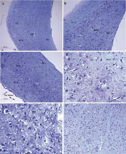 Figure 4. Photomicrograph of the hippocampal complex of Bublucus ibis stained by toluidine blue stain showing different shapes of neurons like multipolar neurons, pyramidal, pyramidal-like neurons in the hippocampus with large dendritic connectivity (a), (c) Intermediate positions of the hippocampus, (b) rostral hippocampus, (d), (f) medial hippocampus, (e) Parahippocampus. Bar: A = 200 µm, B-C-F = 100 µm, D-E = 50 µm. HCl: lateral hippocampus; APH: parahippocampus; CF: area of the crescent-shaped field; HCm: medial hippocampus; V: ventricle