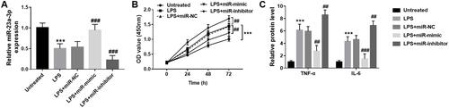 Figure 4 Overexpression of miR-23a-3p inhibits HaCaT proliferation and inflammatory response. (A) The expression level of miR-23a-3p was decreased by LPS treatment, which was reversed by miR-23a-3p mimic transfection. (B) LPS promoted the cell proliferation, which was reversed by miR-23a-3p mimic transfection. (C) LPS promoted the release of TNF-α and IL-6, which was reversed by miR-23a-3p upregulation. However, downregulation of miR-23a-3p aggravated the release of TNF-α and IL-6 induced by LPS. ***P < 0.001, compared with untreated group; ##P < 0.01, ###P < 0.001, compared with LPS group.