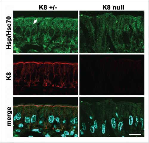 Figure 2. Polarized scaffolding of Hsp/Hsc70 in simple epithelia. Frozen sections of villus enterocytes from K8-null or heterozygous littermates were immunostained for K8 (red channel) or Hsp/Hsc70 (green channel). The arrow points at the apical concentration of the chaperone which is strictly dependent on the expression of keratin IF. Modified from.Citation52 Bar, 20 µm.