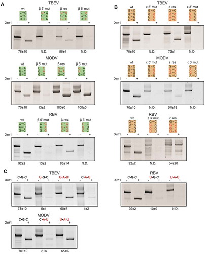 Figure 3. In vitro Xrn1 degradation assays performed a variety of constructs and loaded on denaturing polyacrylamide gels, testing the effect of mutations targeted at the (A) β stem, (B) ε stem and (C) the base triple interaction. Data below the gels depict the average percentage (± SD) of Xrn1-resistant RNA. ‘N.D.’ signifies that this value could not be determined reliably, but does not exceed 10%