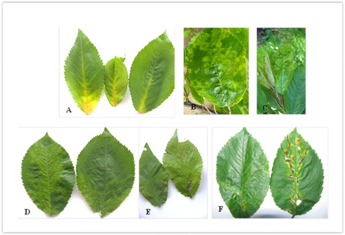 Figure 1. Symptoms on the leaves of sweet cherry caused by PDV: (A) chlorosis in the base of central and secondary veins; (B) chlorotic spots and rings; (C) mottling and wrinkling of the leaves; (D) small necrotic spots; (E) chlorotic and necrotic dark-brown spots and stripes; (F) reddish necrosis and rupture (original A. Borisova and I. Kamenova).