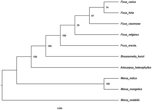 Figure 1. Phylogenetic tree (maximum likelihood) based on the protein-coding genes of 10 species. Numbers above branch aremaximum parsimony bootstrap percentages.These accession numbers are as follows:Morusindica (DQ226511), Morusmongolica (KM491711), Morusnotabilis (MK211167), Ficus carica (NC_035237), Ficus hirta (MN364706), Ficus racemose (NC_028185), Ficus religiosa (NC_033979), Broussonetiakurzii (NC_041637), Artocarpusheterophyllus (MK303549), Antiaristoxicaria (NC_042884).