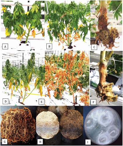 Fig. 2 (Colour online) Symptoms of root and crown rot on flowering plants of cannabis caused by several species of Pythium. (a) Early symptoms of wilting with darkening and yellowing of leaves in early stages of flowering. (b) Advanced stages of wilting on affected plant. (c) Crown decay and root destruction on plant shown in (b). From this affected plant, P. myriotylum was recovered. (d) Extensive wilting and yellowing of leaves of plants at the flowering stage. (e) Total collapse and death of plants just prior to harvest. (F) Sunken crown lesion and destruction of the root system on plant shown in (e). From this affected plant, P. aphanidermatum was isolated. (g) Browning of roots on flowering plants grown in a coco coir medium from which P. dissotocum was recovered. (h) Browning of roots on stock plant (right) compared to healthy plant (left). The affected plant had been subjected to long periods of water saturation. (i) Colony of P. catenulatum recovered from the affected root system shown in (h).