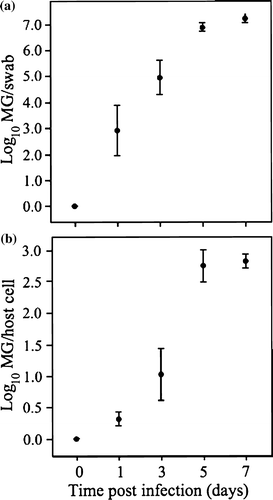 Figure 2.  2a: Mean M. gallisepticum (MG) load present in total swab samples of the conjunctiva of four inoculated house finches that developed clinical conjunctivitis, as a function of time p.i., with standard error bars. 2b: Mean M. gallisepticum (MG) load shown as the log10 value of mgc2 copy number per host cell, with standard error bars.