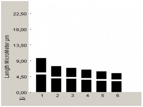 Figure 2. Ideogram of Matthiola anchoniifolia (scale bar: 5 μm).