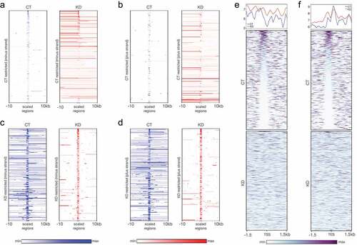 Figure 5. RNA-seq reveals CGGBP1-regulated CTCF binding patterns at transcription restriction sites. (a and b) The short-range weakly transcribing regions in CT (blue) showed stronger transcription in a longer range upon depletion of CGGBP1 in (KD, red) for both minus (a) and plus (b) strands respectively. (c and d) The regions of our genome which exhibit stronger and long-range transcription under normal levels of CGGBP1 (CT, blue) were found to be restricted to short-range transcription upon CGGBP1 knockdown (KD, red) on the minus (c) and plus (d) strands respectively. (e and f) The weakly transcribing regions of the genome in presence of CT were marked by the presence of CTCF-binding that acted as barrier to transcription in the upstream of the start (e) and end (f) sites of the transcripts which was not maintained in KD. The plots show a general disruption of CTCF binding pattern at these transcription restriction sites