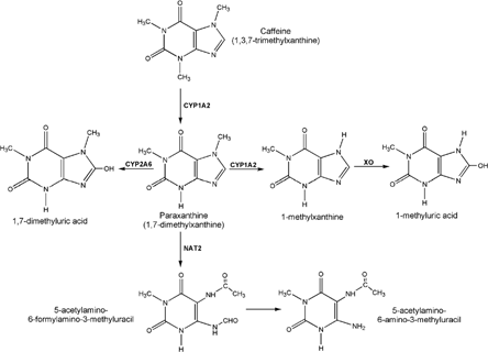 Figure 2 Major pathways in caffeine metabolism. Abbreviations: CYP1A2, cytochrome P450 1A2; CYP2A6, cytochrome P450 2A6; NAT2, N-acetyl transferase 2; XO, xanthine oxidase.