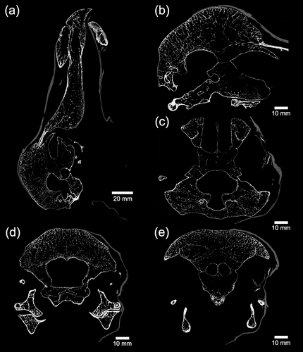 Figure 2. Ortho slices through the Oxford Dodo, Raphus cucullatus (Linnaeus, 1758) (OUMNH.ZC.11605), derived by X-ray CT scanning. The bright values indicate bone and the grey values the skin preserved on the right-hand side of the skull. (a) Sagittal section through the entire specimen; (b) Magnified view of sagittal section to show the structure of the trabecular bone; (c) Transverse section aligned through the eye region of the specimen. The sclerotic ring is visible within the skin in the top right of the image; (d) Coronal section through the posterior of the skull showing the cranial cavity; (e) Coronal section of the anterior part of the skull showing the positioning of the sclerotic ring