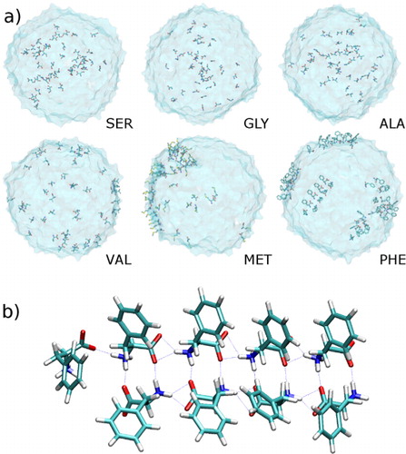 Fig. 3 (a) Snapshots for water droplets containing different amino acids. (b) Hydrogen bond network in phenylalanine molecules on droplet surface.
