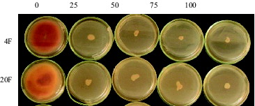 Figure 2. 10-day-old cultures of (A) F. graminearum 4F and (B) F. culmorum (20F) isolates grown on PDA medium supplied with G418 at various concentrations as 0, 25, 50, 75 and 100 µg/ml.