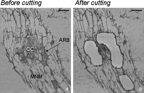 Figure 3.  Example of Laser Microdissection of arbusculated cortical cells: Lotus japonicus mycorrhizal roots. (A) Before laser; (B) tissue remaining after cutting Bars, 25 µm