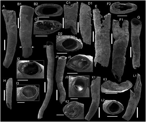 Fig. 3. Sphenothallus sp. from the early Cambrian Houjiashan and Mantou formations at the Dabeiwang section, Xuzhou County, northern Jiangsu Province. A, ELI-DBW_046, general view, white arrows show constriction; B1, B2, ELI-DBW_024; B1, general view; B2, transverse cross-section of the distal end; C1, C2, ELI-DBW_042; C1, general view; C2, transverse cross-section of the distal end; D1, D2, ELI-DBW_061; D1, general view; D2, transverse cross-section of the distal end; E, ELI-DBW_001, general view; F1, F2, ELI-DBW_025; F1, general view; F2, transverse cross-section of the distal end; G, ELI-DBW_012, general view; H, ELI-DBW_059, general view; I1–I3, ELI-DBW_015; I1, general view; I2, transverse cross-section of distal end; I3, transverse cross-section of the proximal end; J1–J3, ELI-DBW_017; J1, general view; J2, transverse cross-section of the distal end; J3, transverse cross-section of the proximal end; K1–K3, ELI-DBW_011; K1, general view; K2, transverse cross-section of the proximal end; K3, transverse cross-section of the distal end; L1, L2, ELI-DBW_009; L1, general view; L2, transverse cross-section of the proximal end. Scale bars represent: 500 μm (A, B1, C1, D1, E, F1, G, H, I1, J1, K1, L1); 300 μm (B2, C2, F2, K3); 200 μm (D2, I2, J2, L2); 100 μm (I3, J3, K2).