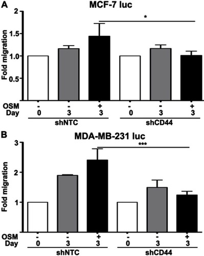 Figure 5 Reduced CD44 expression decreases OSM-induced tumor cell migration in ER- cells greater than ER+ cells (A) ER+ MCF-7 luc-shNTC and shCD44 cells were treated with OSM (25 ng/mL) for 3 days, wound healing was analyzed using ImageJ software, and data was interpreted as fold-change. (B) ER- MDA-MB-231 luc-shNTC and shCD44 cells were treated with OSM (25 ng/mL) for 3 days, wound healing was analyzed using Image J software, and data was interpreted as fold-change. ***P<0.001, one-way Anova.