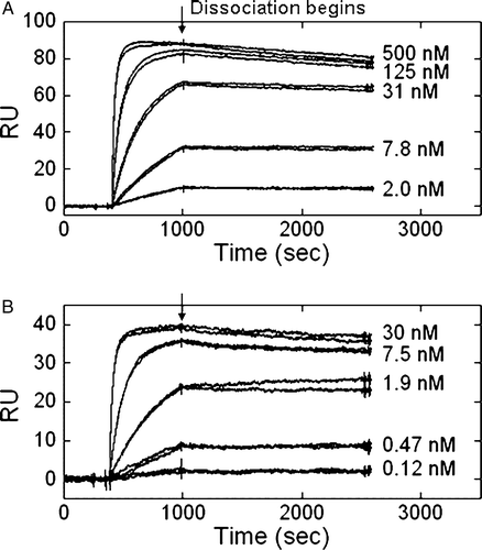 Figure 6.  β4-specific antibodies exhibited different kinetic parameters by surface plasmon resonance. Concentrations of ASC-3 (A) or ASC-8 (B) ranging from 500 or 30 nM to 2 or 1.2 nM, respectively, were allowed to flow over an anti-human IgG1 coupled CM-5 chip saturated with α6-Fcβ4.