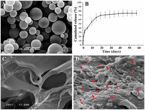 Figure 2 Characterization of microspheres, cumulative release of ICA and distribution. (A) Scanning electron microscopy images of the ICA loaded chitosan microspheres. (B) The curve of ICA released from the microspheres. (C) and (D) The scaffolds scanning electron microscopy images of the core scaffold, (C) without the chitosan microspheres, (D) with the chitosan microspheres. The results are presented as the mean ± standard deviations (n = 3). Red arrow: chitosan microspheres.