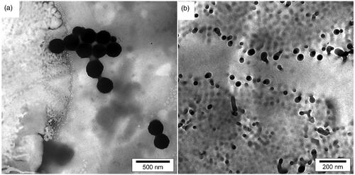 Figure 4. TEM images of the synthesized dapsone micro and nanoemulsion (a) and drug loaded on polyacrylamide/polylactic core/shell nanofibers (b).