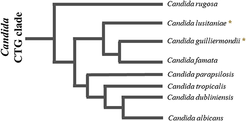 Figure 1 Schematic representation of the phylogenetic relationship between species of the Candida CTG clade. The species C. rugosa, C lusitaniae, C guilliermondii, C famata, C parapsilosis, C tropicalis, C dubliniensis and C. albicans are part of the CTG clade of Candida. (٭) represents the species of our interest, C lusitaniae, and C. guilliermondii, which are phylogenetically closer to each other. The lengths of the branches are arbitrary.