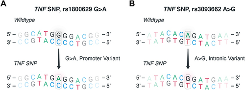 Figure 1 Examined polymorphisms in the tumor necrosis factor-alpha gene. To assess the impact of single nucleotide polymorphisms (SNP) in the tumor necrosis factor-alpha (TNF-α) gene (TNF) in kidney transplantation, we assessed the association between graft survival outcomes and the (A) TNF SNP rs1800629 G>A and the (B) TNF SNP rs3093662 A>G in the donors and recipients. The TNF SNP rs1800629 G>A is located in the promoter region while the TNF SNP rs3093662 A>G is in the first intron of the gene.