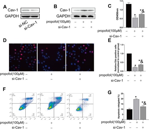 Figure 4 Propofol-induced apoptosis in HT-22 cells through upregulating Cav-1. (A) Transfection efficacy of si-Cav-1 in HT-22 cells. (B) Protein level of Cav-1 in propofol-induced HT-22 cells transfected with si-NC or si-Cav-1. (C) CCK-8 assay results showed viability in propofol-induced HT-22 cells transfected with si-NC or si-Cav-1. (D and E) EdU assay results showed EdU-positive cells in propofol-induced HT-22 cells transfected with si-NC or si-Cav-1 (D). Quantitative analysis of EdU-positive ratio (E). (F and G) Flow cytometry results showed distribution of apoptotic cells, necrotic cells and survival cells in propofol-induced HT-22 cells transfected with si-NC or si-Cav-1 (F). Quantitative analysis of apoptosis rate (G) (*p<0.05 compared to control group; &p<0.05, compared to propofol (100μM) group).