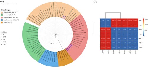 Figure 1. Phylogenetic analysis of 7 Candida auris isolates originating from bloodstream. (A) Phylogenetic tree showing the genetic relationships among isolates representing five distinct clades. The isolates from 7 patients were highlighted in blue. (B) Analysis of the pairwise SNP differences between different isolates in this study.