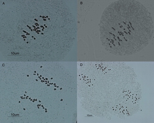 Figure 1. Chromosome pairing and segregation in interspecific auto-allotetraploid hybrid potato. A, Metaphase I in stbr1 with 1IV, 5III, 11II, 4I. B, Metaphase I in stbr3 with1III, 21II and 3I. C, Late anaphase I and early telophase I with unequal (22–26) distribution of chromosomes in stbr1. D, Telophase II in stbr2 with 23–23/25–25 chromatids segregation.