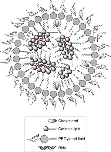 Figure 2 Schematic structure of lipid nanoparticles.Abbreviation: PEG, polyethylene glycol.