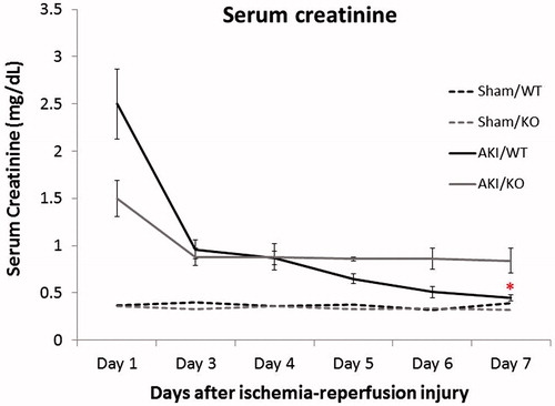 Figure 3. Loss of MMP-8 is associated with a persistent functional AKI. Compared to wild-type controls (WT), MMP-8 null mice (KO) demonstrated a persistent elevation in SCr when normalized to sham operated controls. n = 10–12 for each group, *p = 0.03.