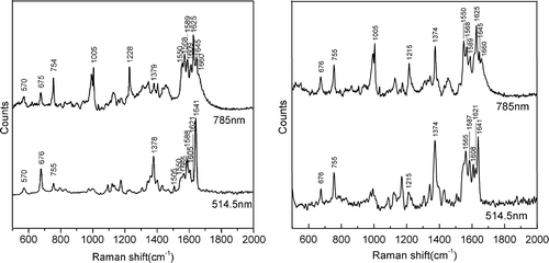 Figure 2. Comparison of the spectra recorded for the Hb solutions with (a) low methemoglobin concentration and (b) high methemoglobin concentration using 514.5-nm and 785-nm laser excitation, showing the major band assignments in the range of 500–2000 cm− 1.