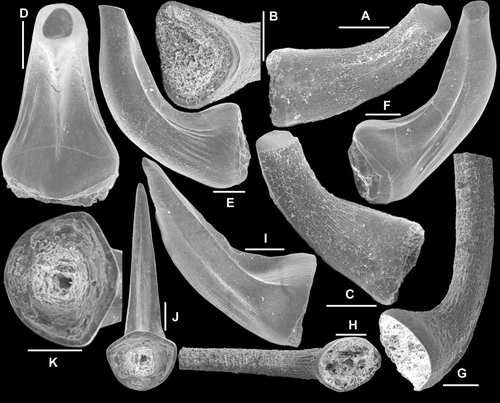 Fig. 10 Semiacontiodus apterus (Gao in An et al., Citation1985). A–C, Sb element, AMF.135058, AFI982, A, outer lateral view (IY55–034), B, postero-basal view (IY55–033), C, inner lateral view (IY55–035). D–F, Sa element, AMF.135059, THH3, D, posterior view (IY59–006), E–F, lateral views (IY59–008, IY59–007). G–H, Sc element, AMF.135060, WHC34, G, inner lateral view (IY62–020), H, basal view (IY62–021). I–K, Sd element, AMF.135053, YTH1, I, lateral view (IY61–028), J, posterior view, and K, enlargement showing the outline of the base (IY61–026). Scale bars=100 μm.