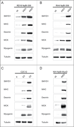 Figure 2. SMYD1 is upregulated during myogenic differentiation. (A and B) Western blot analysis of the indicated proteins in RD18 NpBI-206 and RH4 NpBI-206 cells, treated or not with doxycycline for the indicated days (miR-206 not induced, NI; miR-206 induced, IND). Cells were always kept in high serum (10%). (C) Western blot analysis of the indicated proteins in C2C12 cells grown in proliferation medium (P) and after 3 or 5 days in differentiation medium (D3, D5). (D) Western blot analysis of the indicated proteins in NIH10T1/2 fibroblasts infected with a conditional MyoD-expressing lentiviral vector (NIH NpBI-MyoD), treated or not with doxycycline for 2 days (MyoD not induced, NI; MyoD induced, IND).