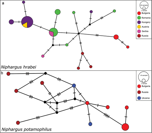 Figure 5. Median-joining network showing the relationships among the haplotypes: a, Niphargus hrabei; b, Niphargus potamophilus. Colors indicate individuals representing different countries of origin. Each bar represents one substitution, whereas small black dots indicate undetected/extinct intermediate haplotype states. The sizes of the circles are proportional to frequencies of haplotypes (see open circles with numbers).