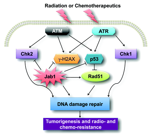 Figure 1. A schematic of the Jab1/CSN5 signaling pathway involved in cancer. Jab1/CSN5 regulates DNA damage and repairs proteins such as p53 and Rad51, leading to DNA damage repair. Overexpression of Jab1/CSN5 in cancer contributes to tumorigenesis and radio- and chemo-resistance.