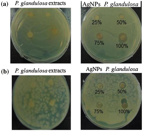 Figure 6. Antibacterial activity of P. glandulosa extract and AgNPs from P.glandulosa (a) Bacillus cereus and (b) Acinetobacter calcoaceticus.