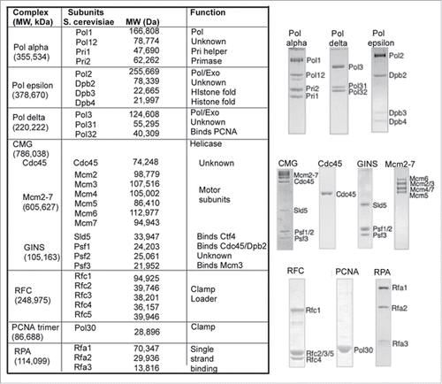 Figure 1. Replication fork proteins of Saccharomyces cerevisiae. The Table to the left lists the names of subunits, complexes, their molecular weight and biochemical function. SDS polyacrylamide gels of recombinant pure proteins are shown to the right of the Table.