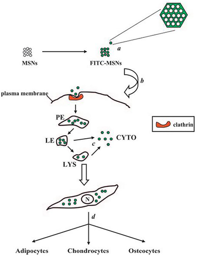 Figure 16 Schematic diagram of intracellular internalization and endolysosomal escape of FITC-MSNs in hMSCs.