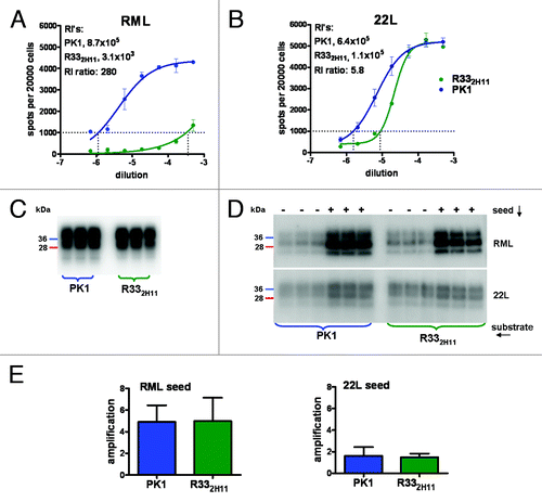 Figure 1. PMCA is not predictive of cellular susceptibility to prion infection. Susceptibility of PK1 and R332H11 cells to RML and 22L prions was determined by the SSCA. PK1 and R332H11 cells were infected with serial 1:3 dilutions of (A) RML- or (B) 22L-infected brain homogenate and split 3 times. The number of PrPSc-positive cells per 20000 cells was determined by ELISA and plotted against the logarithm of the inoculum concentration. The RI1000 values (the reciprocals of the concentrations required to generate 1000 positive cells) are given in the upper left. Western blot showing that lysates of PK1 cells (19.6 mg protein/ml) and R332H11 cells (18.8 mg protein/ml) contained similar PrPC levels (18.6 and 17.7 arbitrary units, respectively) (C). (D) PMCA with cell lysates as source of PrPC and RML- or 22L-infected brain homogenates as seed. Triplicate samples from a representative experiment were displayed by western blotting (“-“, frozen controls; “+,” PMCA-amplified samples) (D). Average amplification, calculated from the ratio of intensities of PMCA-treated to frozen samples from four independent experiments for RML seed (left panel), was 4.9 ± 1.5 for PK1 and 5 ± 2.1 for R332H11 lysate. The average amplification for 22L seed (right panel), was 1.6 ± 0.8 for PK1 and 1.5 ± 0.3 for R332H11 lysate (E). Thus there was no significant difference between PMCA using PK1 or R332H11 lysates for either seed, as assessed by the Student’s t-test.