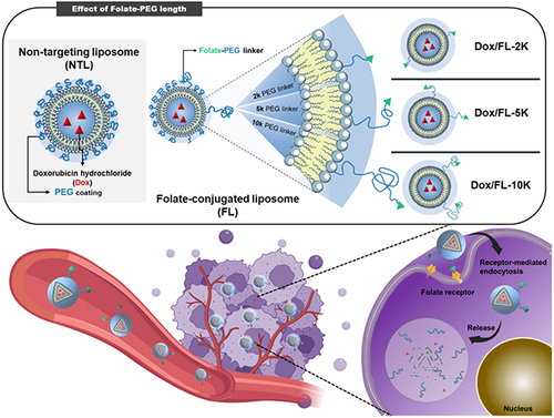Scheme 1 Structure of folate-conjugated liposomes (FLs) with different PEG-linker chain lengths and schematic of the behavior of FLs in vivo.