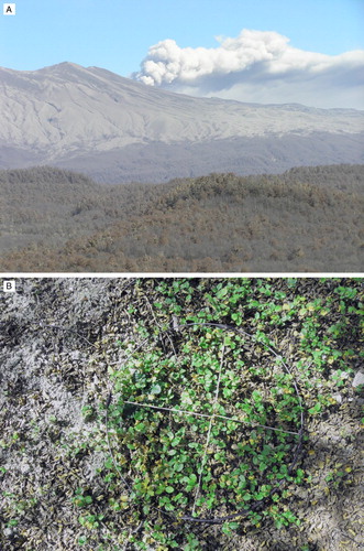 Figure 5. Photographs of volcanic ash from Cordón Caulle. A, Cordón Caulle erupting in January 2012 with Nothofagus pumilio in the foreground that mostly died; the explosive phase of the eruption lasted from June 2011 to April 2012. B, Abundant establishment of Nothofagus pumilio seedlings in 2014 c. 40 km west of Cordón Caulle at western Lago Traful on a c. 5–6 cm thick ash layer. Photographs: A, Thomas Veblen; B, Joaquin Brunet.