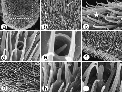 Figure 9. Scanning electron microscopy of Rhamphomyia aquila sp. nov. male antennal sensilla. (a) Basal portion of postpedicel with group of sensilla coeloconica (dotted box); (b) regularly placed sensilla coeloconica (arrows); (c–e) sensilla coeloconica located in depressions (white star); (f–h) peg-shaped sensilla coeloconica surrounded by ring-like cuticular elevation (white dotted arrows).