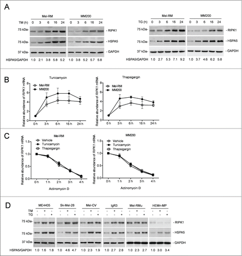 Figure 1. RIPK1 is upregulated in human melanoma cells under ER stress induced by TM or TG. (A) Whole cell lysates from Mel-RM and MM200 cells with or without treatment with tunicamycin (TM) (3 μM) (left panel) or thapsigargin (TG) (1 μM) (right panel) for the indicated periods were subjected to western blot analysis of RIPK1, HSPA5, and GAPDH (as a loading control). The numbers represent fold changes of HSPA5. The data shown are representative of 3 individual experiments. (B) Total RNA from Mel-RM and MM200 cells with or without treatment with TM (3 μM) (left panel) or TG (1 μM) (right panel) for the indicated periods were subjected to qPCR analysis of RIPK1 mRNA expression. The relative abundance of the RIPK1 mRNA before treatment was arbitrarily designated as 1 (n = 3, mean ±SEM). (C) Total RNA from Mel-RM and MM200 cells treated with TM (3 μM) or TG (1 μM) for 16 h followed by treatment with actinomycin D (100 ng/ml) for the indicated period was subjected to qPCR analysis for the expression of RIPK1 mRNA. The relative abundance of the RIPK1 mRNA without actinomycin D treatment was arbitrarily designated as 1 (n = 3, mean ±SEM, *P < 0.05, Student t test). (D) Whole cell lysates from ME4405, Sk-Mel-28, Mel-CV, IgR3 and Mel-RMu melanoma cells and HEMn-MP melanocytes treated with TM (3 μM) or TG (1 μM) for 16 h were subjected to western blot analysis of RIPK1, HSPA5, and GAPDH (as a loading control). The numbers represent fold changes of HSPA5. The data shown are representative of 3 individual experiments.