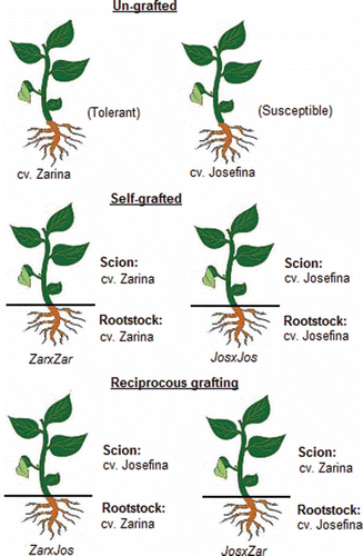 Figure 1 Outline of the grafting design.