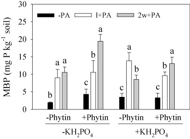 Figure 2. MBP in the rhizosphere soil under three bacterial inoculation treatments with (+) and without (−) phytin or KH2PO4 addition. –PA, no inoculation with PA; I+PA, inoculation with PA at seedling initiation; 2w+PA, inoculation with PA two weeks after seedling emergence. Different lowercase letters indicate significant difference (Tukey's HSD, P < 0.05) in MBP among the three inoculation forms. Bars represent means + SEs (n = 4).